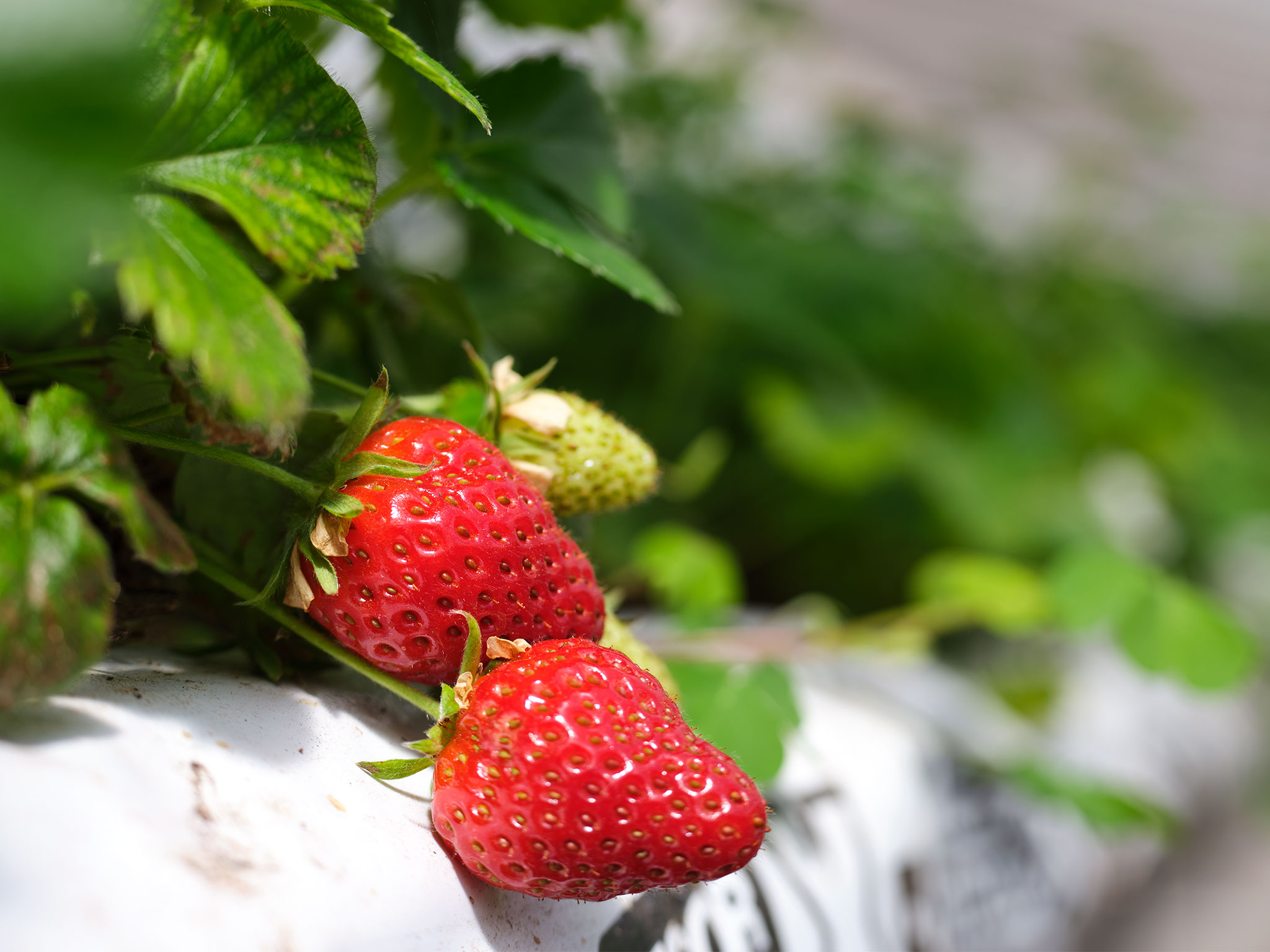 TipicoSì Coltivazione Fragola Mara de Bois