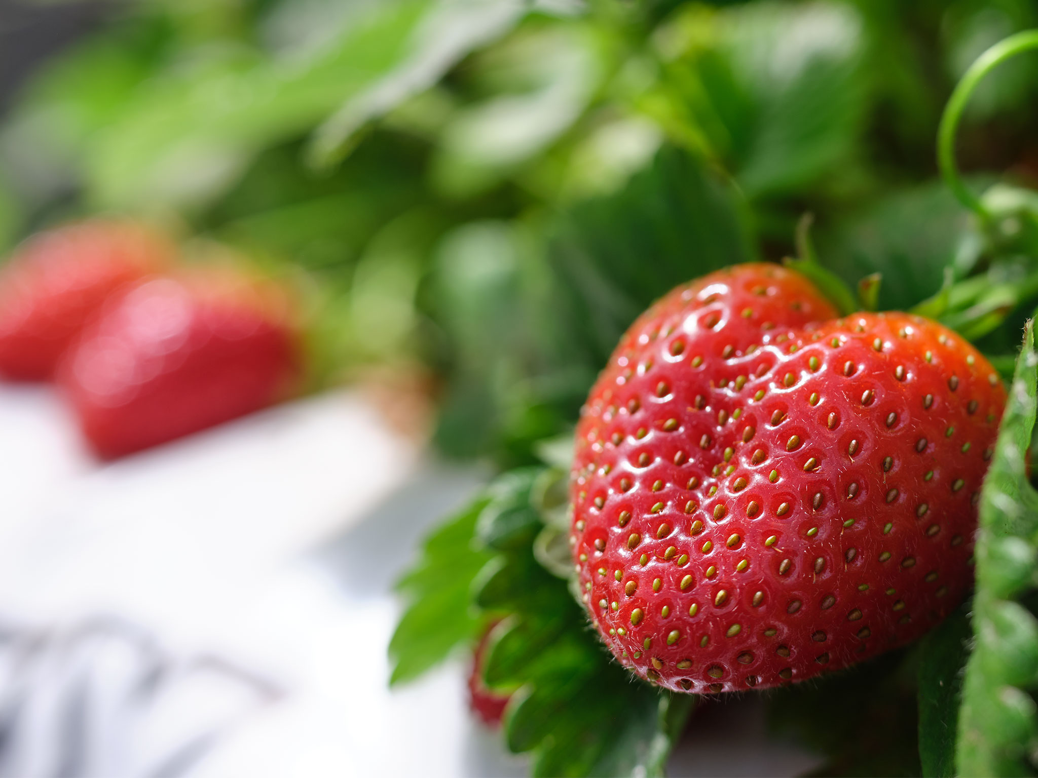 TipicoSì Fragola Mara de Bois confettura