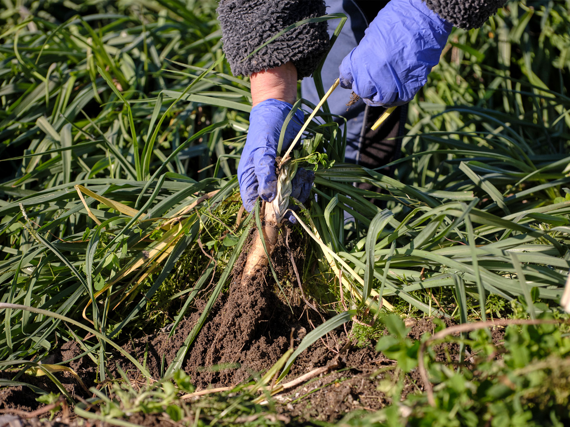 TipicoSì Albocicca Valleggia inerbimento